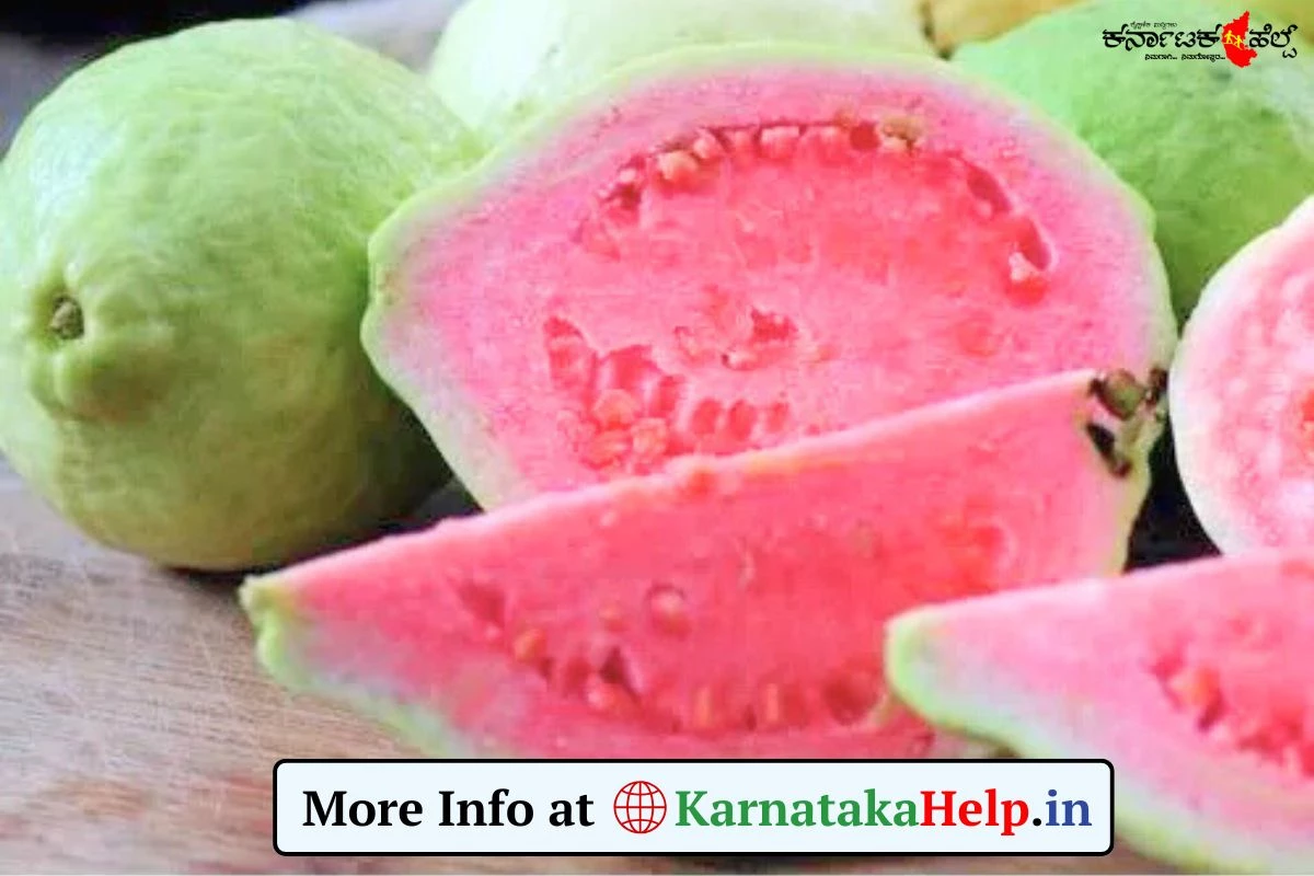 Guava Benefits: ಪೇರಲ ಹಣ್ಣು ತಿನ್ನೋದ್ರಿಂದ ಎಷ್ಟೆಲ್ಲಾ ಆರೋಗ್ಯ ಪ್ರಯೋಜನಗಳು ಇವೆ ಗೊತ್ತಾ?
